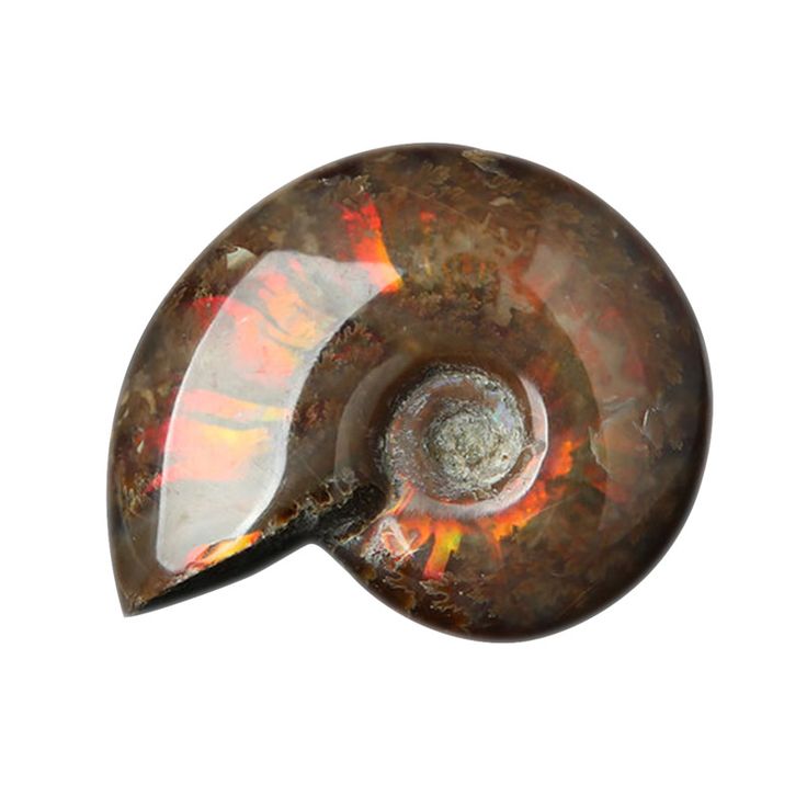 FOSILE D'AMMONITE